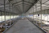 inside Commercial Livestock Barn